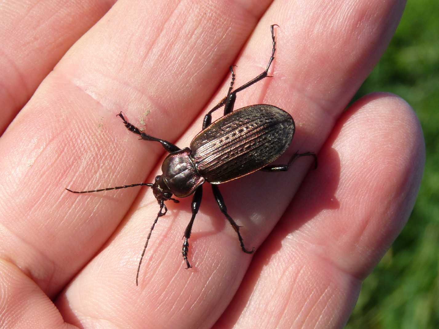 Carabus morbillosus constantinus